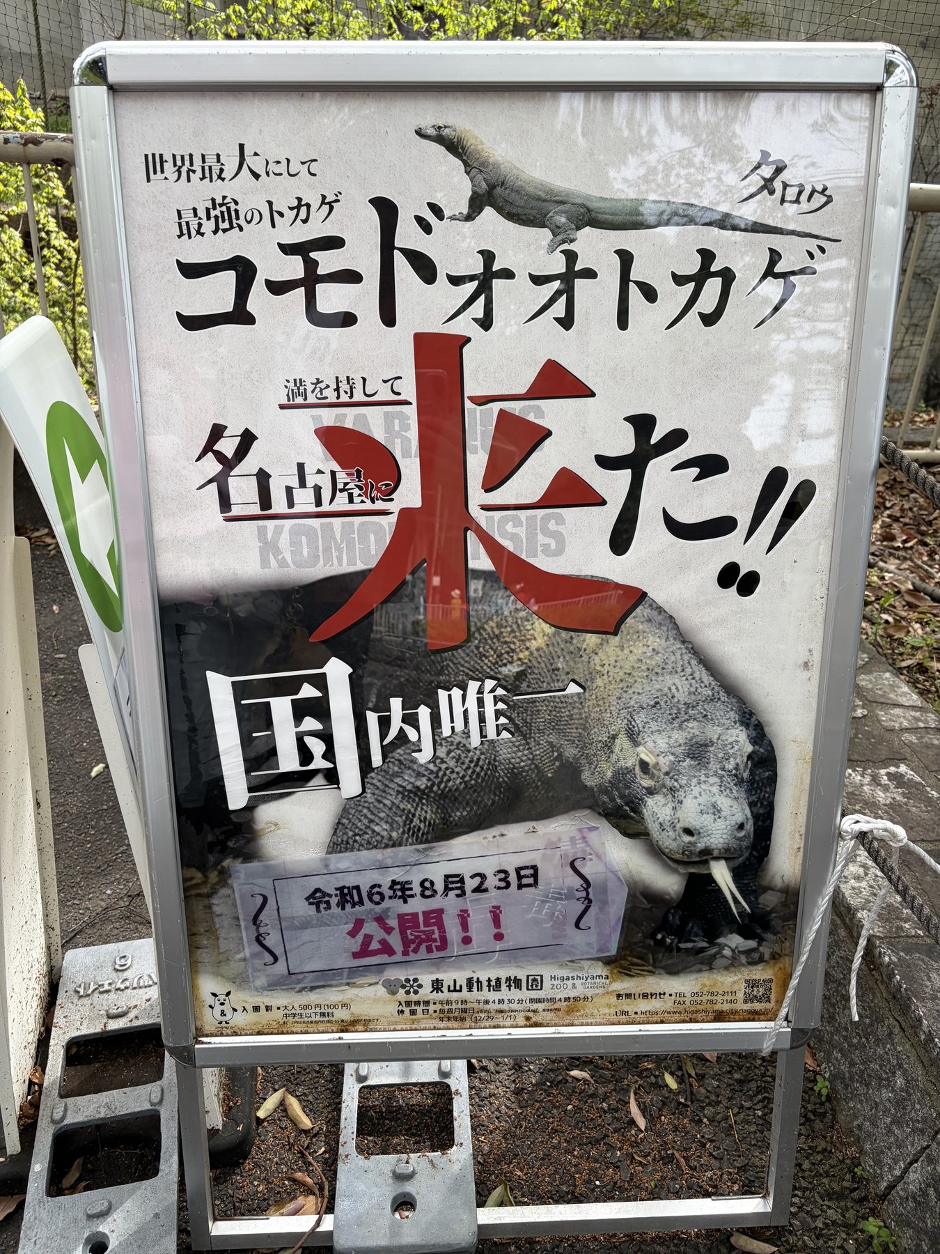東山動植物園 コモドオオトカゲ 国内唯一のポスター