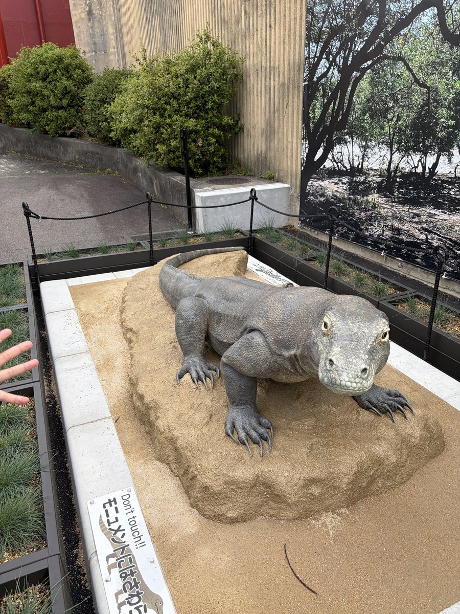 東山動植物園 コモドオオトカゲの等身大模型