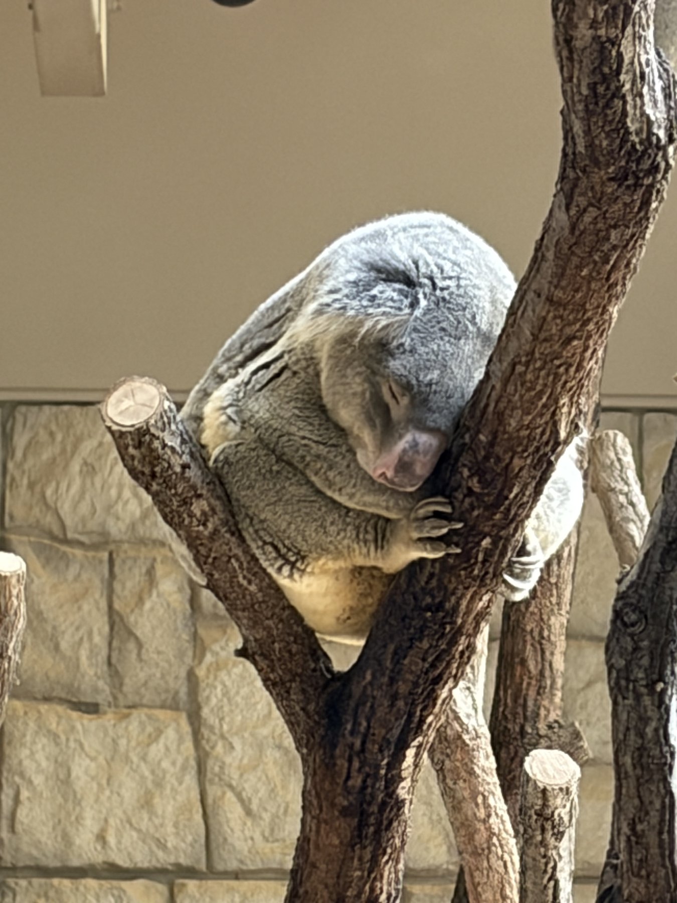 東山動植物園 コアラが木でお昼寝している様子