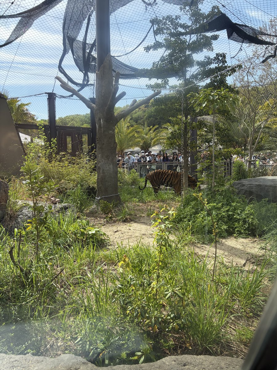 東山動植物園 スマトラトラ展示 ガラス越しに見えるトラの生息エリア