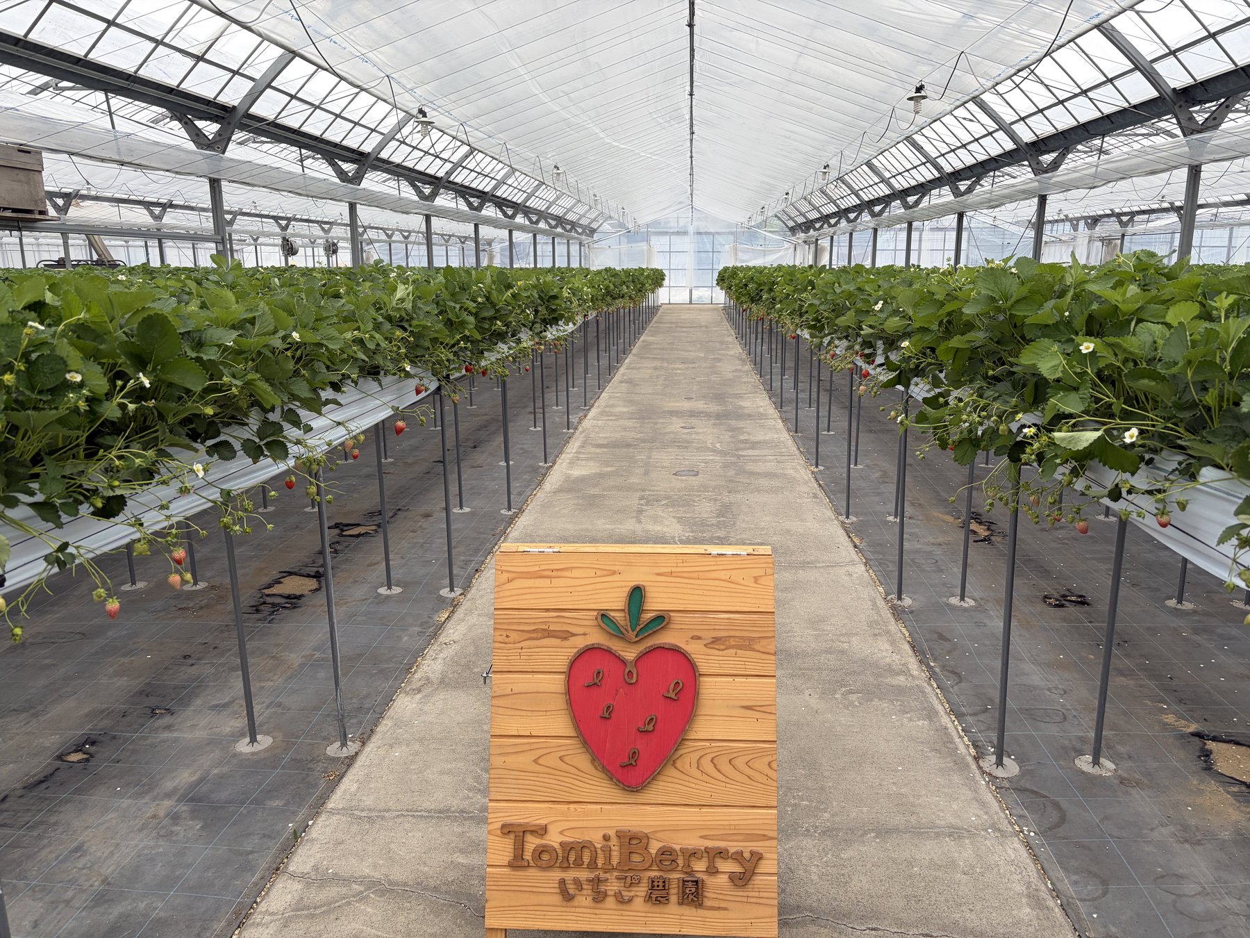 トミベリー いちご狩り ハウス内の様子