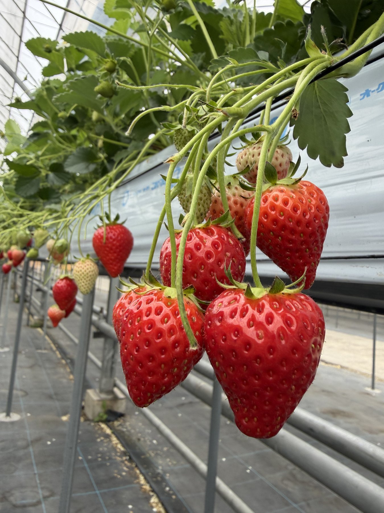 TomiBerryのハウス内に実る赤いいちご