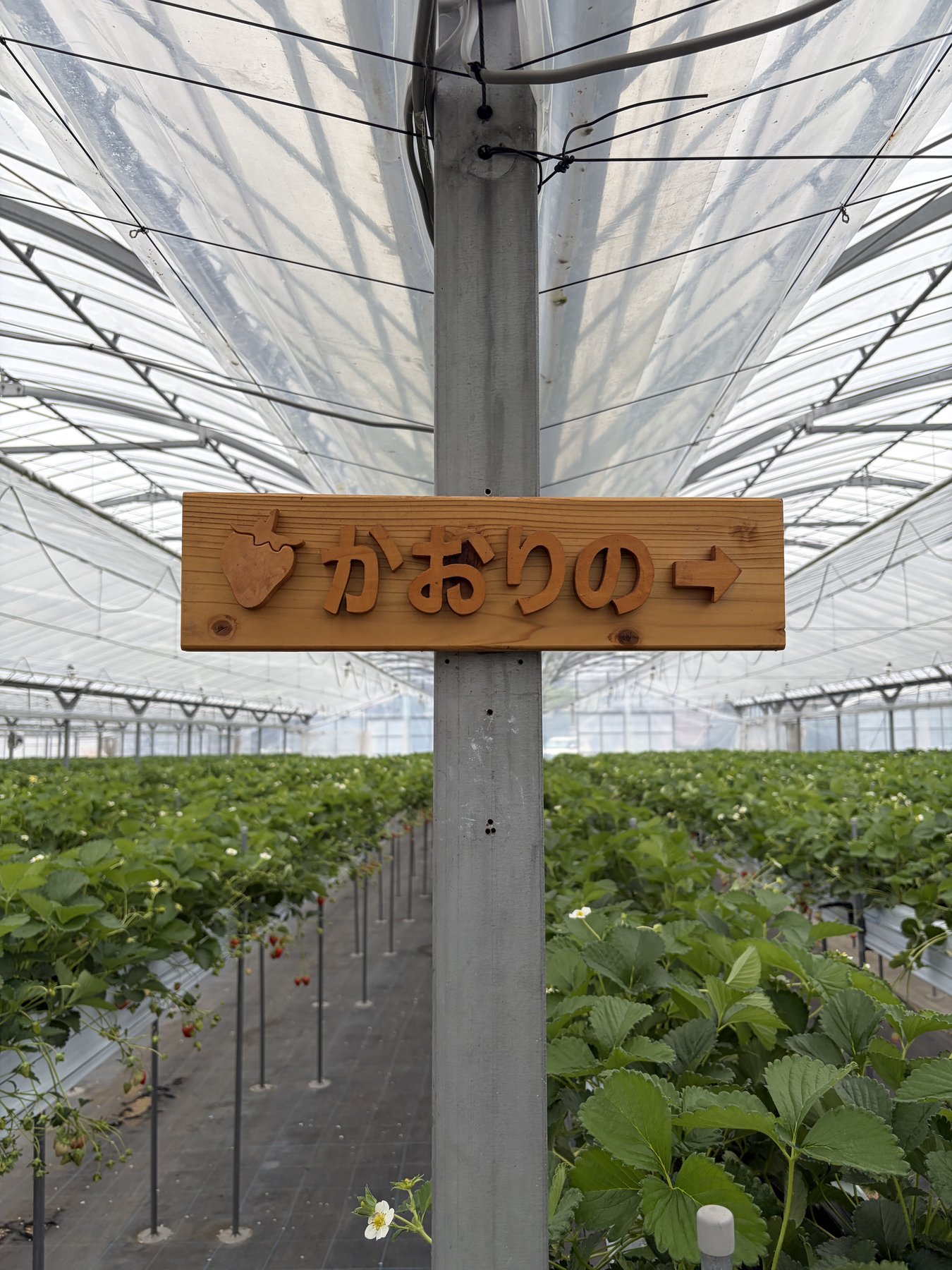 三重県発祥のいちご品種「かおりの」の看板