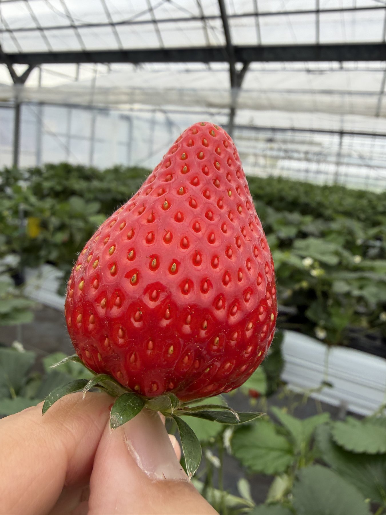 手で摘んだTomiBerryのいちご