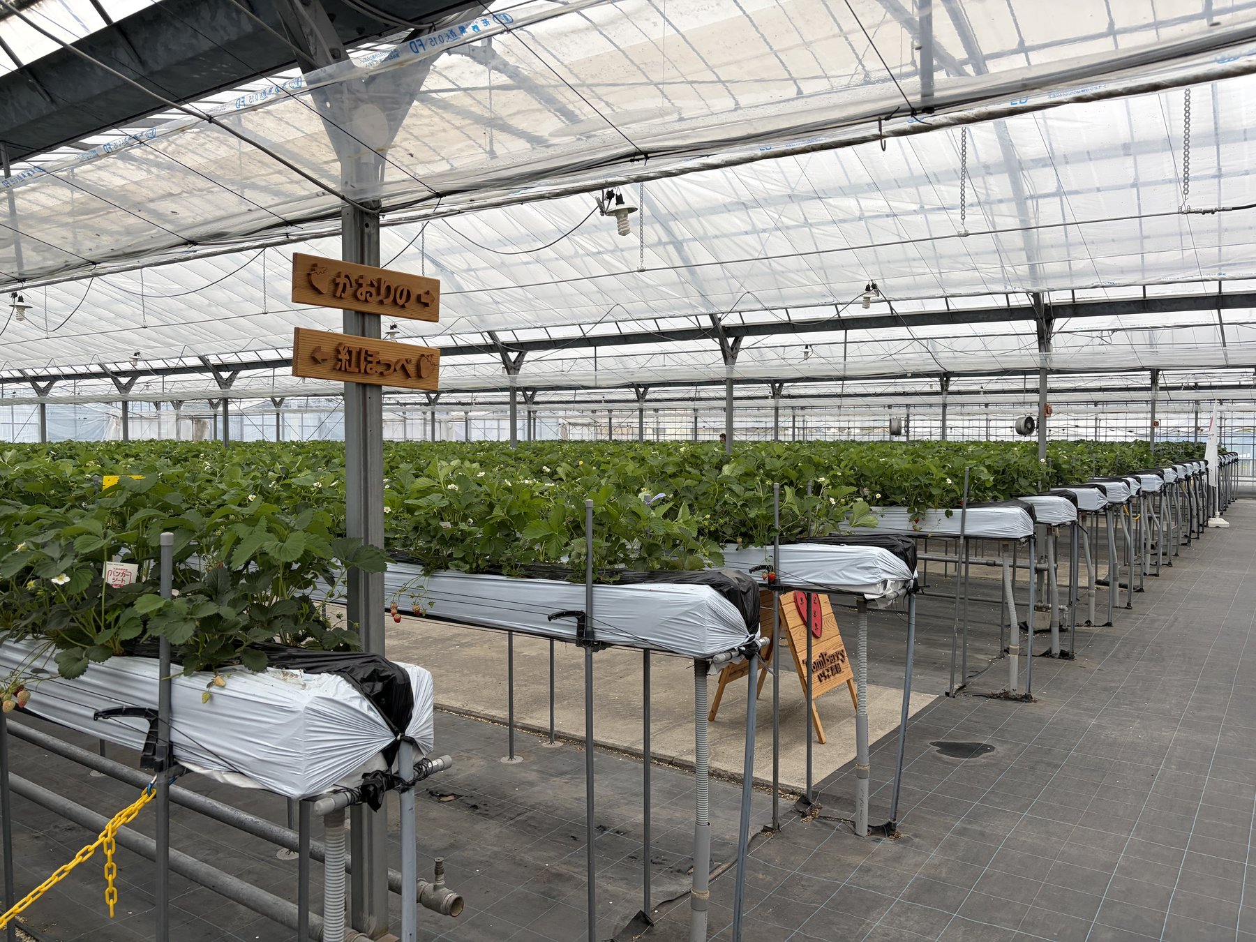 TomiBerryのハウス内・各品種の案内サイン