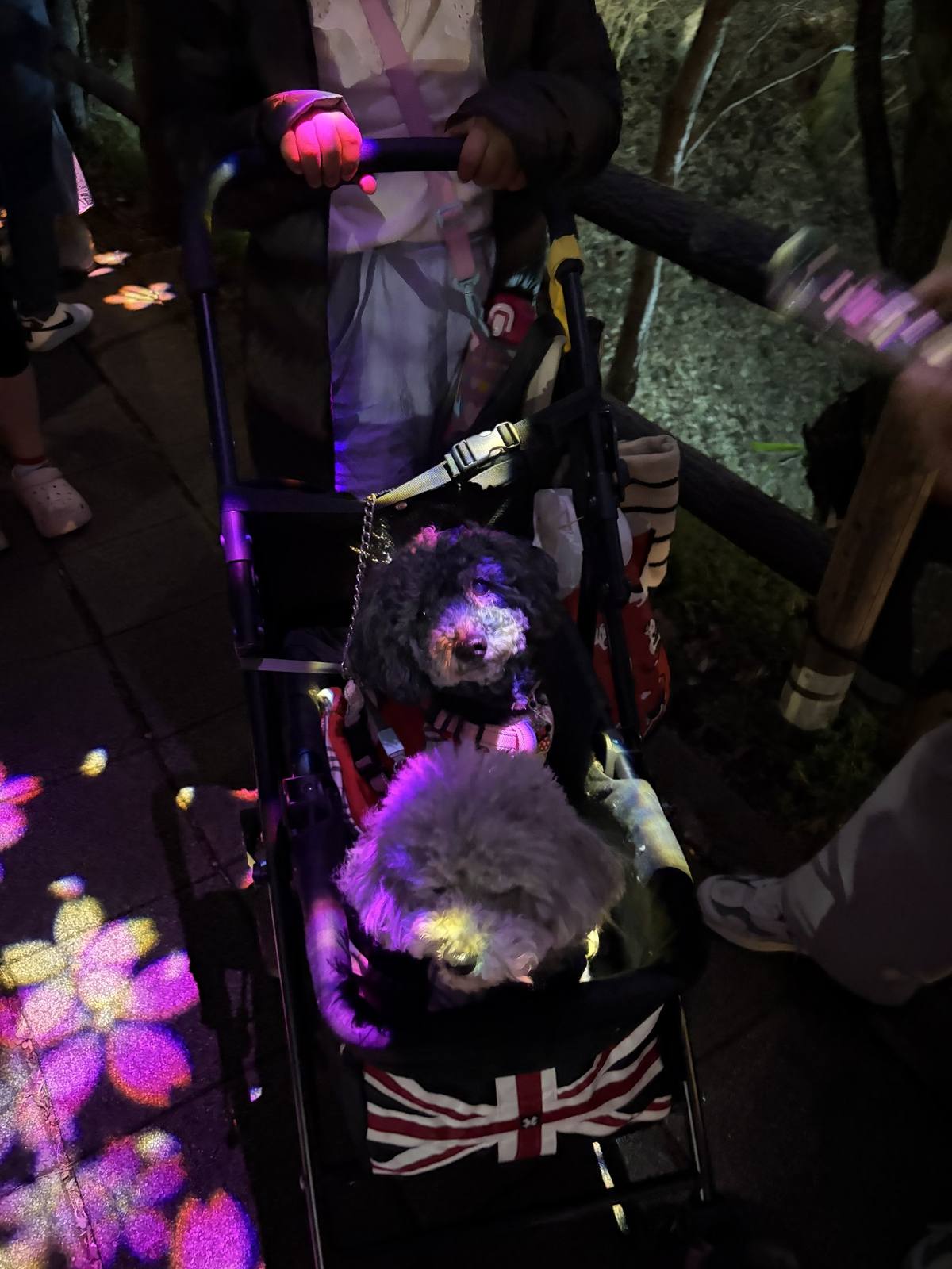 ペットカートに乗った愛犬