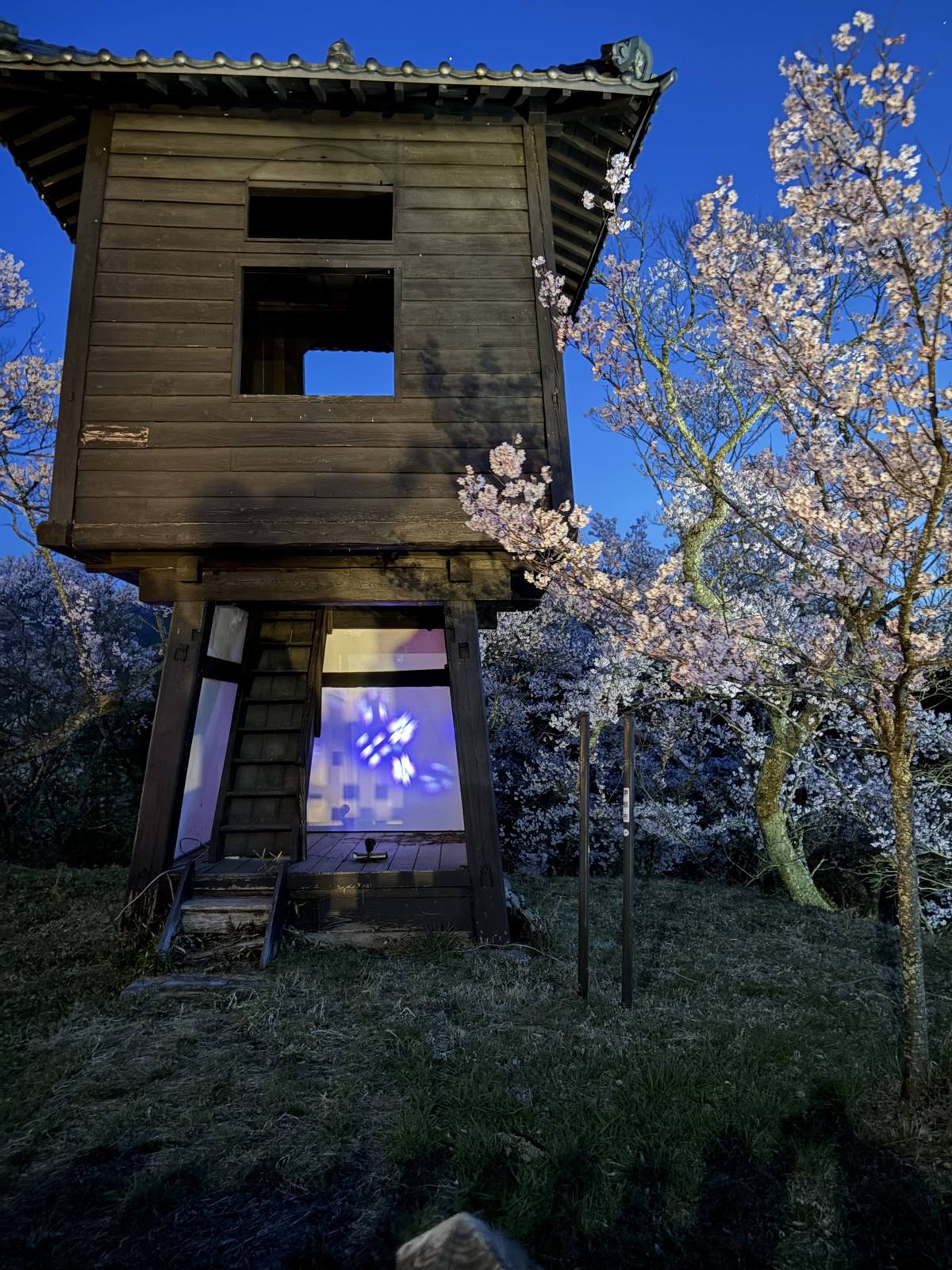 夜桜のライトアップ
