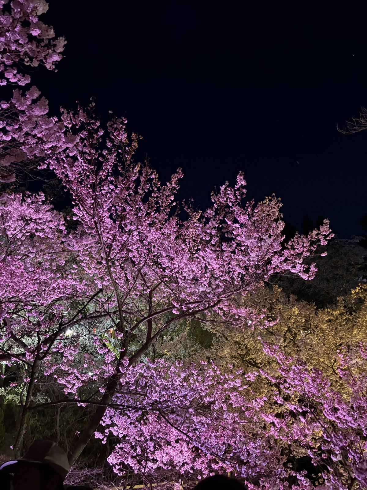 紫ピンクにライトアップされた夜桜
