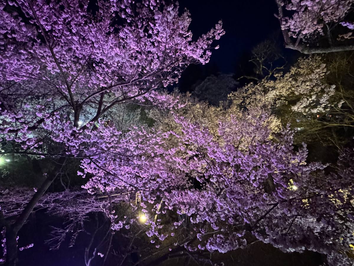 夜桜と深い空