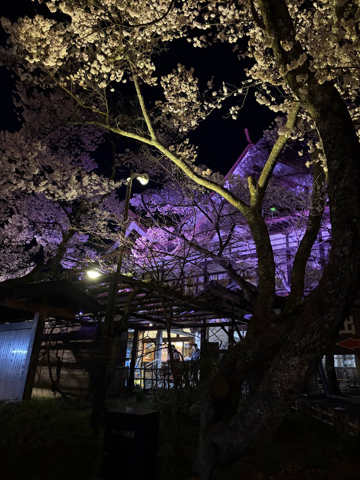 紫ライトに照らされた桜と建物