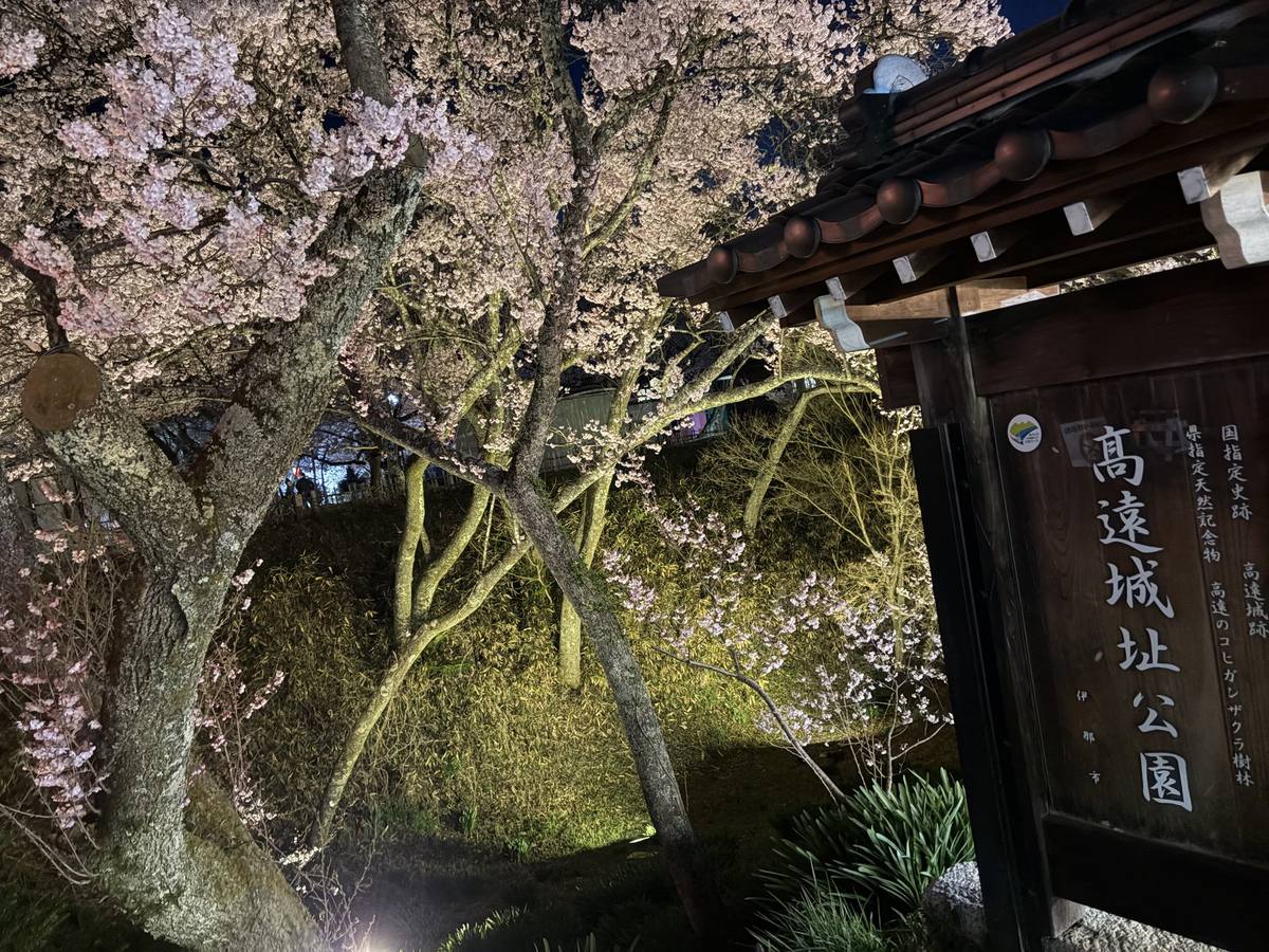 高遠城址公園の門と夜桜