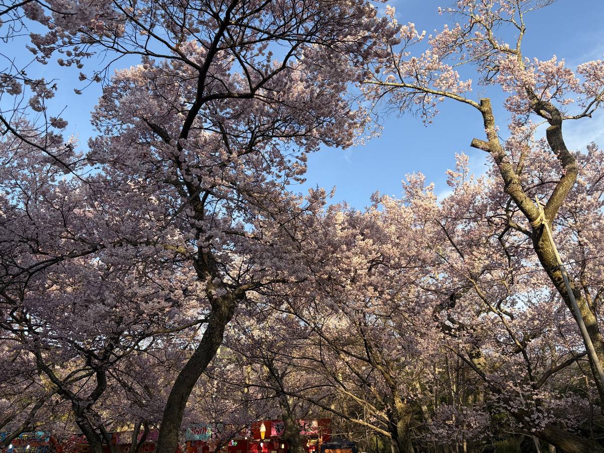 見上げた満開の桜