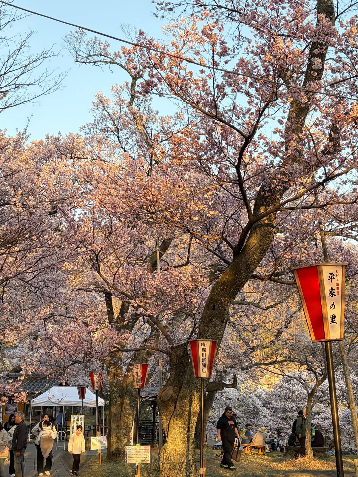 提灯が灯りはじめた夕暮れ時の桜並木