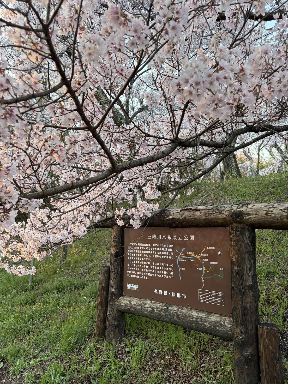 高遠城址の案内板と桜