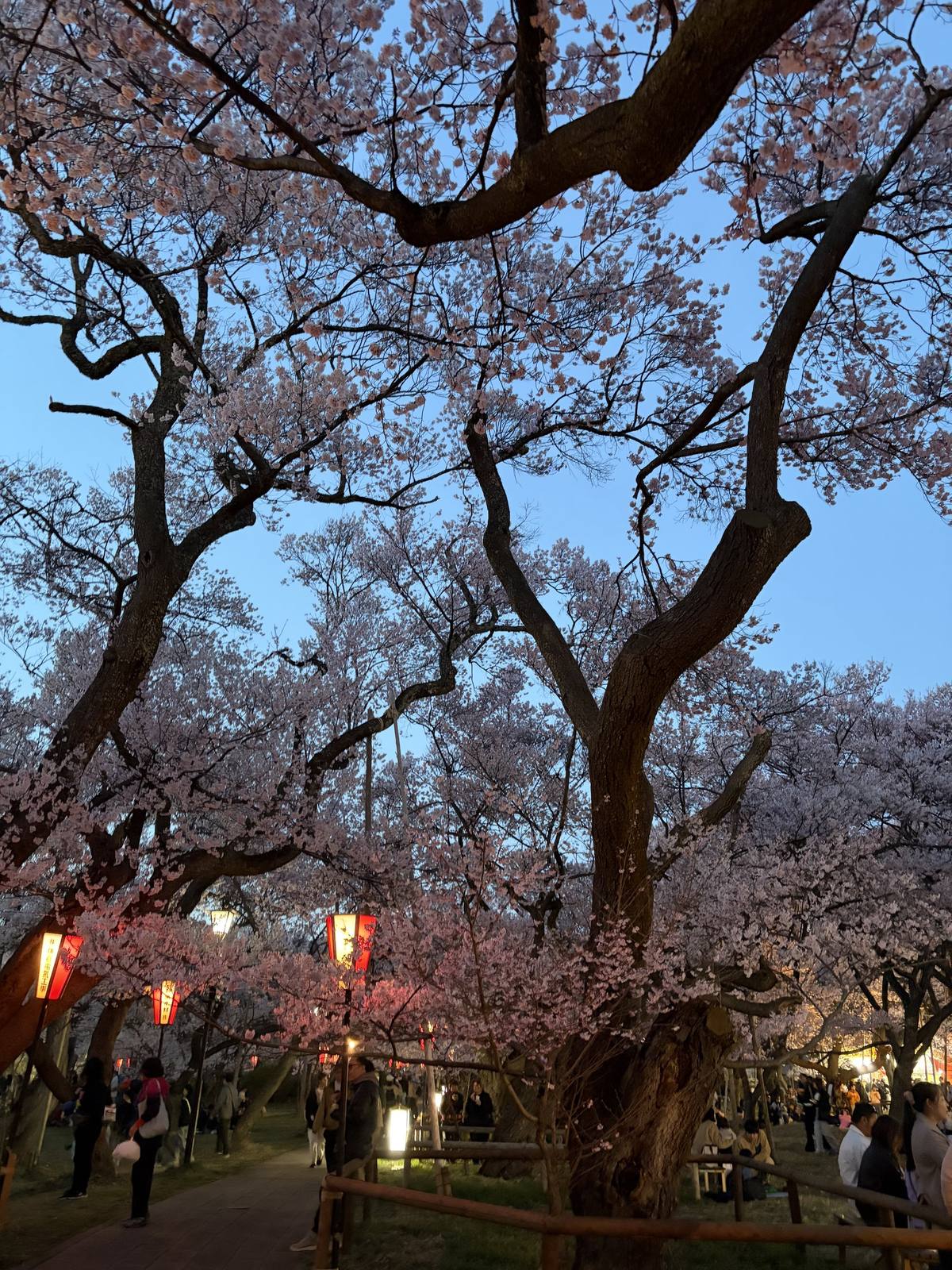 夕暮れの桜と提灯