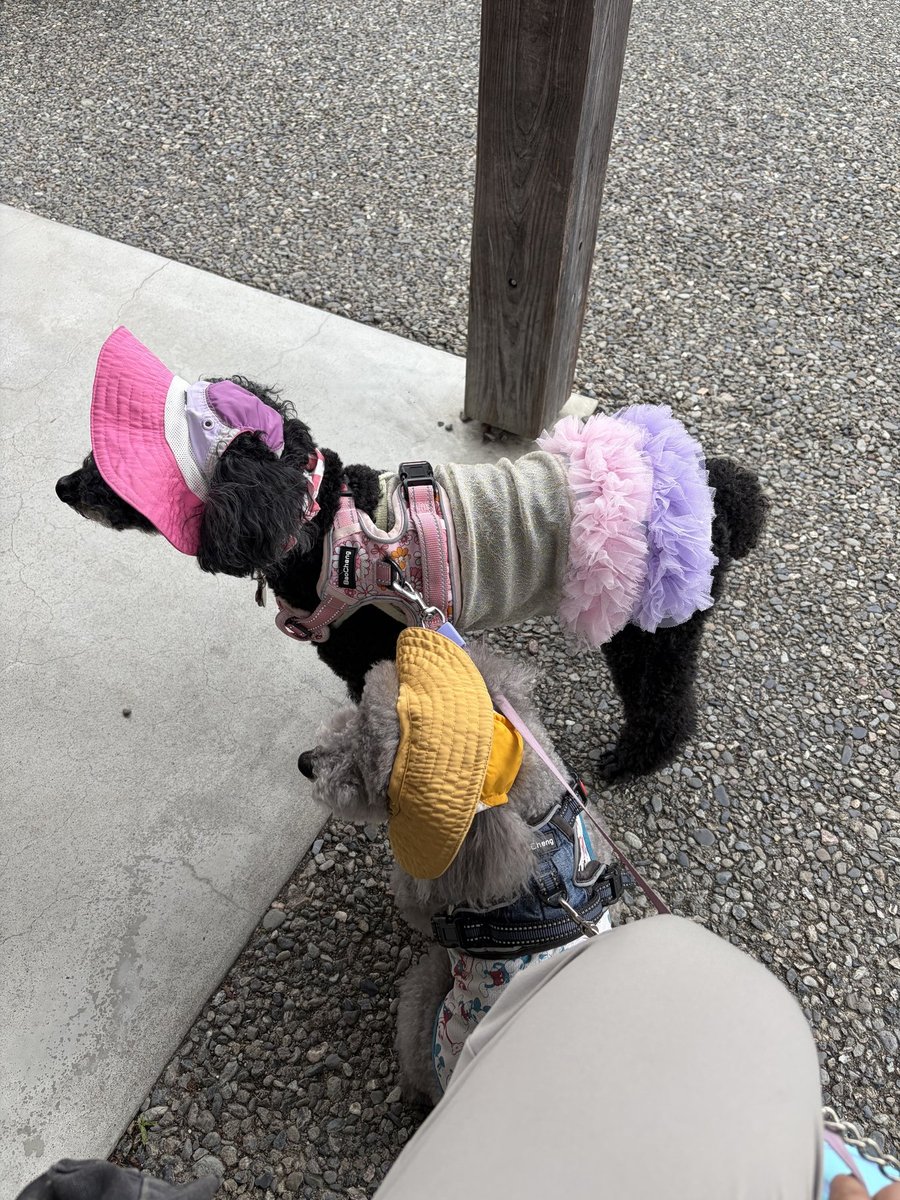 おしゃれな服を着た犬2匹がVISONをお散歩
