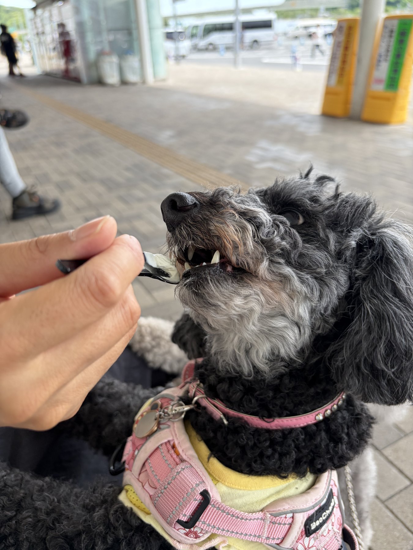 ソフトクリームをおすそわけされる愛犬