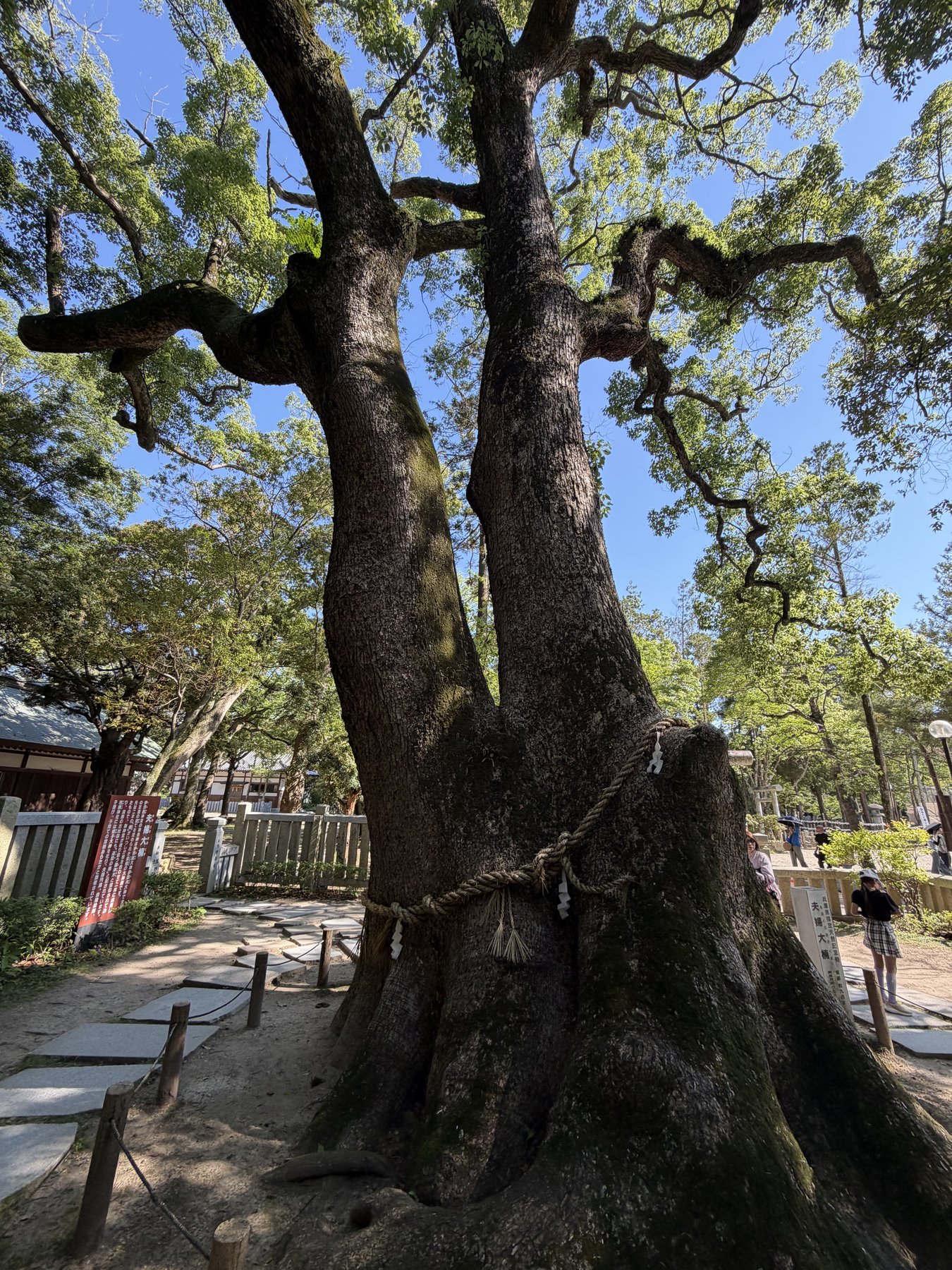 伊弉諾神宮の夫婦大楠