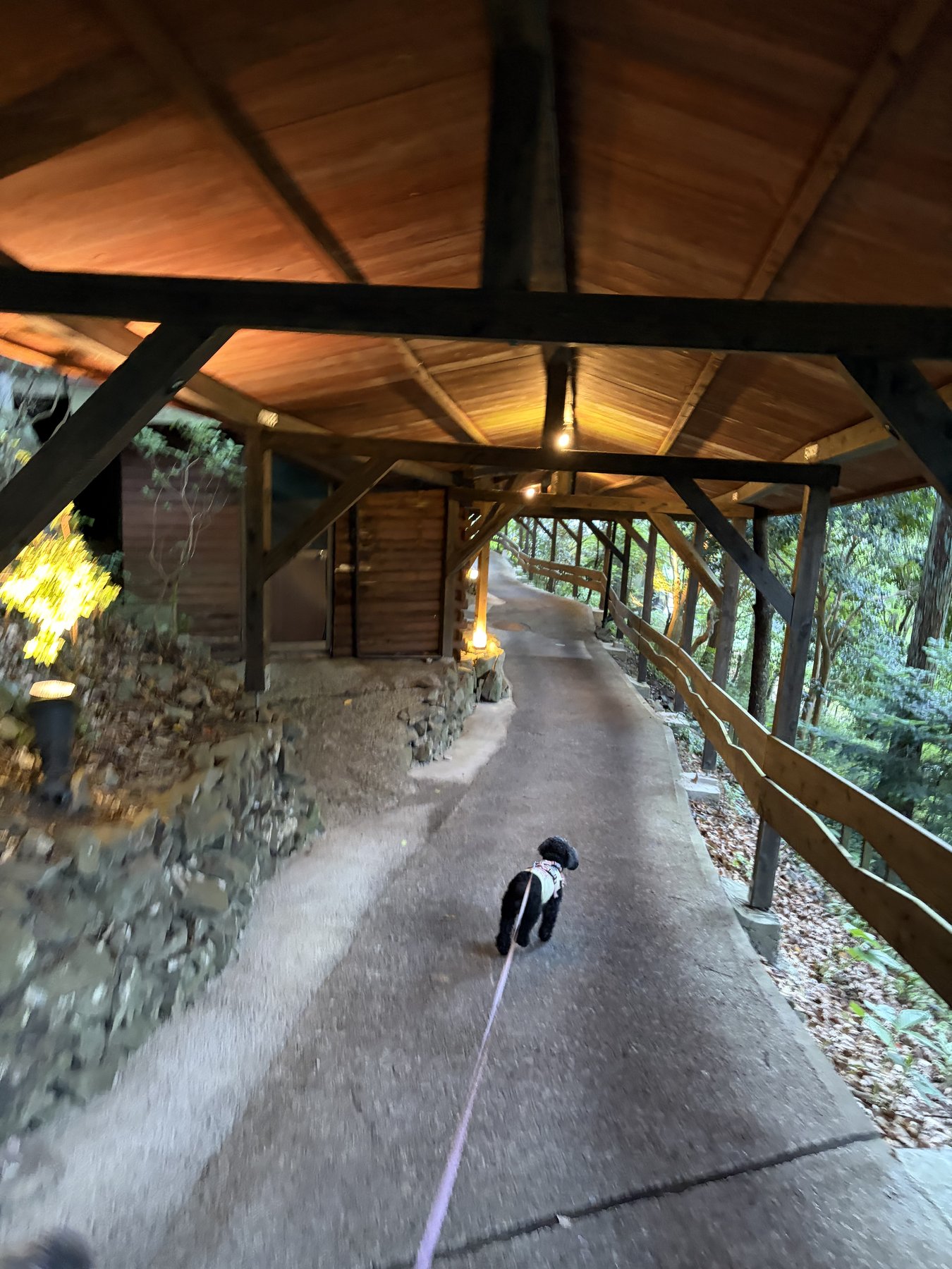 阿讃琴南の通路を散歩する愛犬