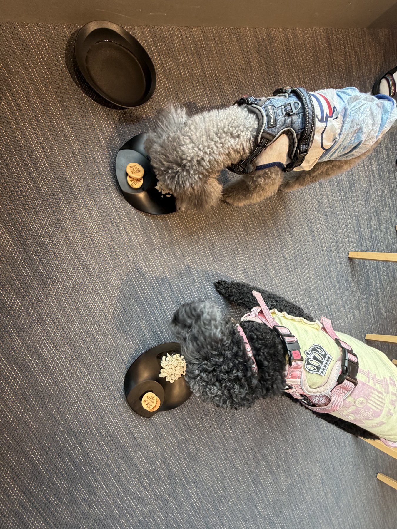 幸せのパンケーキ淡路島で愛犬とパンケーキ