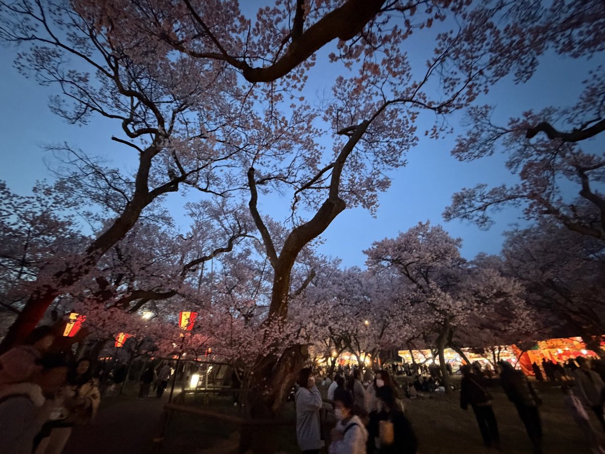 高遠公園桜まつりの夜桜ライトアップと提灯が並ぶ花見会場